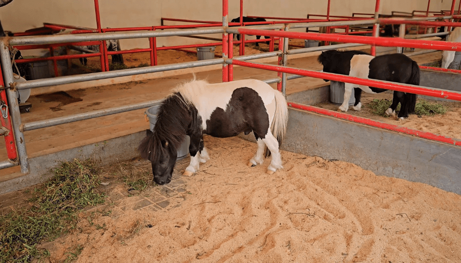 Kuda Pony sedang makan di Jasmine Park